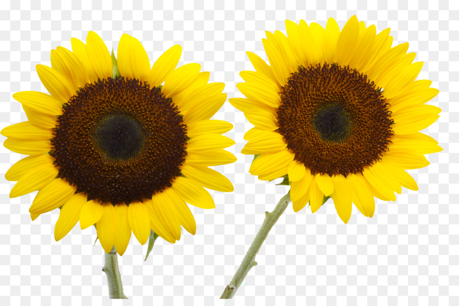 Two Cut Sunflowers Common sunflower Petal Yellow - sunflower png download - 3553*2363 - Free Transparent Two Cut Sunflowers png Download.