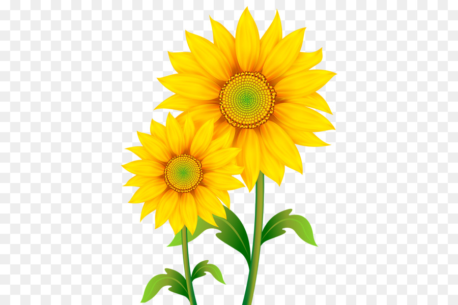 Download Clip art - Sunflowers PNG Transparent Images png download - 439*600 - Free Transparent Download png Download.