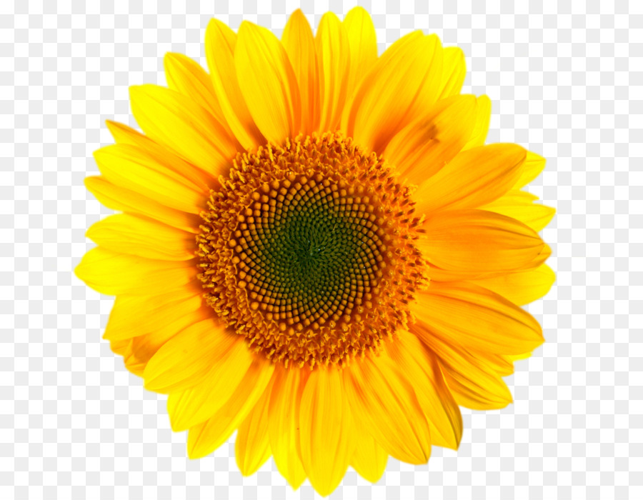 Transvaal daisy Yellow Stock photography Daisy family Clip art - sunflower png download - 755*699 - Free Transparent Transvaal Daisy png Download.