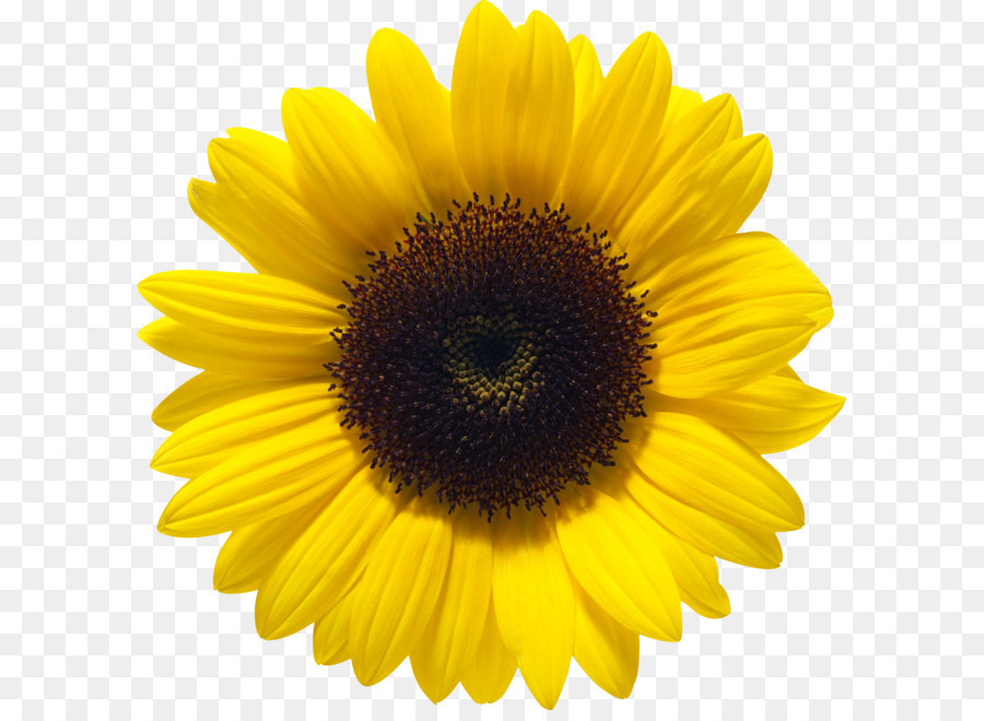 Common sunflower Color - Sunflower PNG png download - 2649*2648 - Free Transparent Common Sunflower png Download.