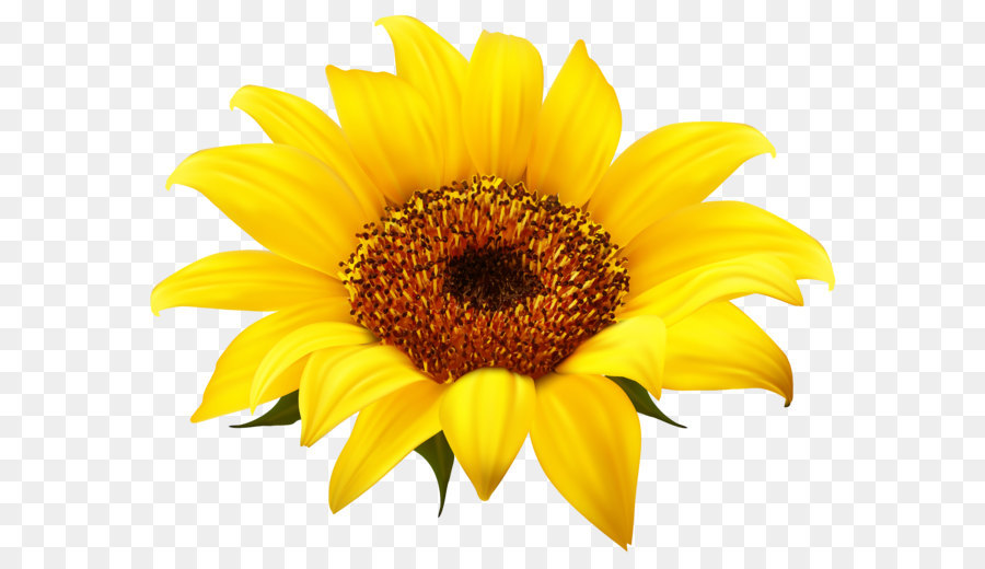 Common sunflower Clip art - Sunflower PNG png download - 4154*3264 - Free Transparent Common Sunflower png Download.