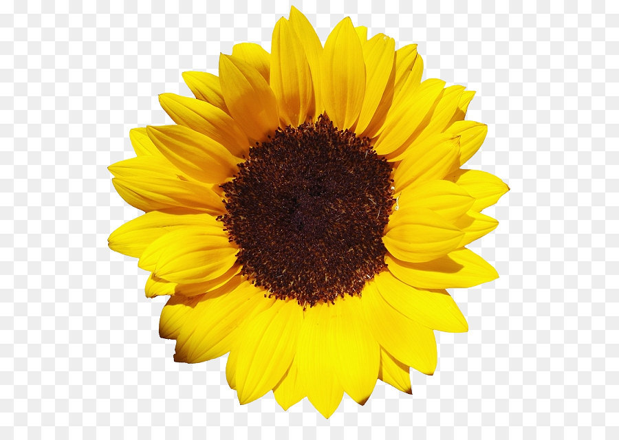 Common sunflower Pixel XCF - Sunflower PNG png download - 601*621 - Free Transparent Common Sunflower png Download.