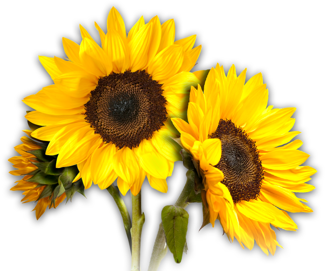 Common sunflower Clip art Sunflowers PNG png download 659*550