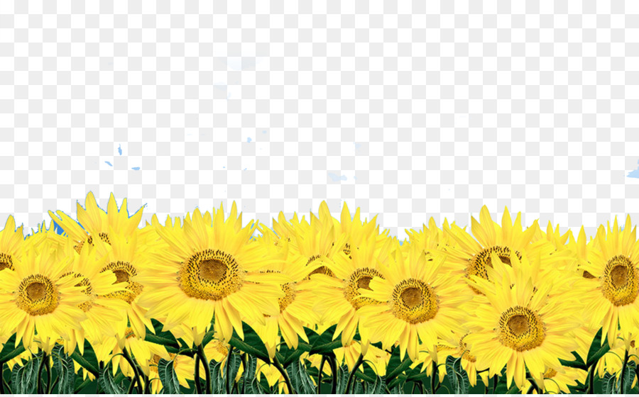 Vase with Twelve Sunflowers Common sunflower Display resolution Wallpaper - Sunflower Flowers png download - 3000*1852 - Free Transparent Vase With Twelve Sunflowers png Download.
