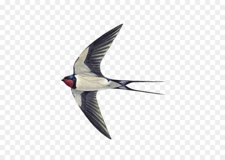 Swallow tattoo Sparrow Helicopter - sparrow png download - 555*631 - Free Transparent Swallow png Download.