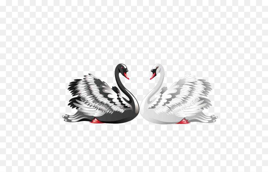 Black swan Royalty-free Clip art - Vector love black and white swans png download - 567*567 - Free Transparent Black Swan png Download.