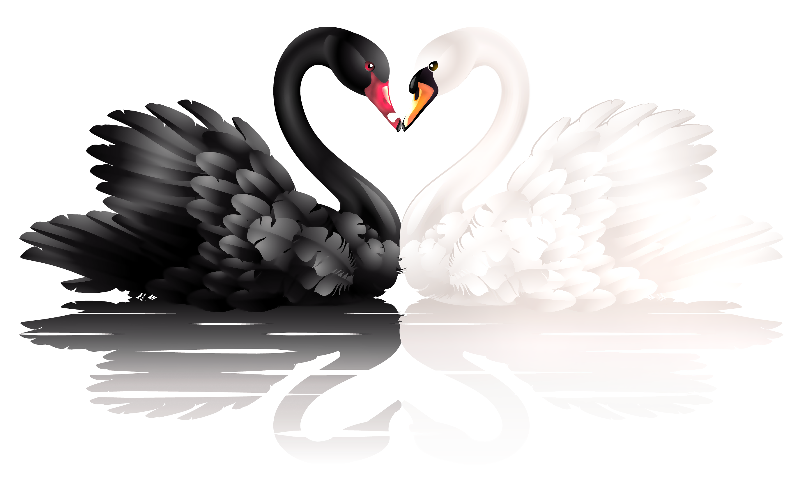 Black swan Heart Clip art - black swan download - 2748*1698 - Free Transparent Black Swan png Download. -