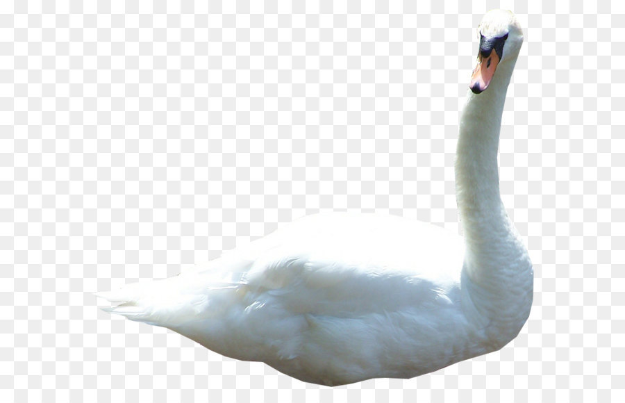 Swan Clip art - Swan Png Picture png download - 800*700 - Free Transparent Mute Swan png Download.