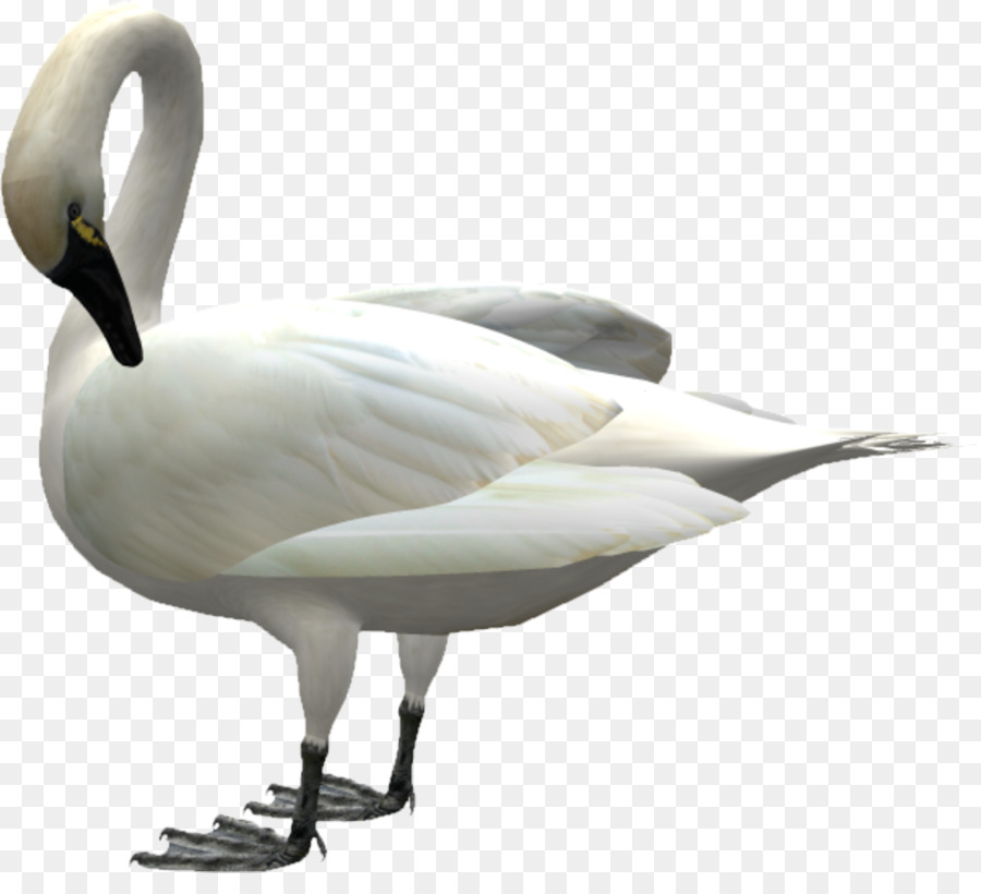 Swan Bird Icon - Goose down png download - 2164*1927 - Free Transparent Cygnini png Download.