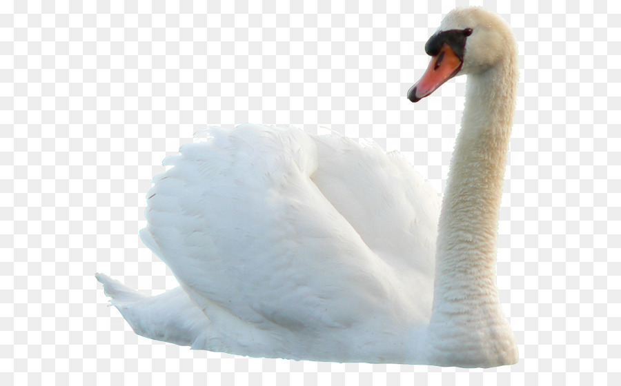 Swan Bird Duck - swan png download - 650*544 - Free Transparent Swan png Download.