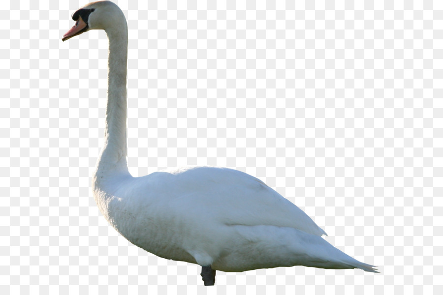 Mute swan Goose - Swan PNG png download - 1566*1401 - Free Transparent Mute Swan png Download.