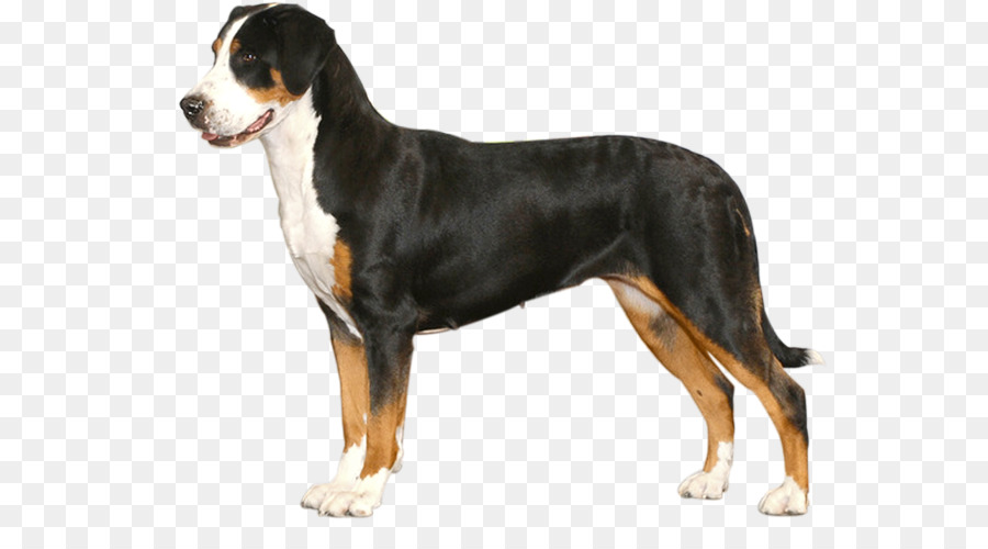 Dog breed Greater Swiss Mountain Dog Entlebucher Mountain Dog Bernese Mountain Dog Appenzeller Sennenhund - others png download - 610*490 - Free Transparent Dog Breed png Download.