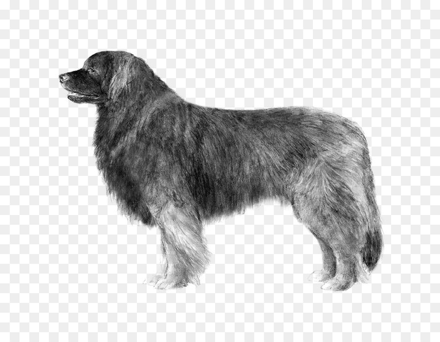 Dog breed Leonberger Sarplaninac Newfoundland dog Estrela Mountain Dog - Greater Swiss Mountain Dog png download - 700*700 - Free Transparent Dog Breed png Download.