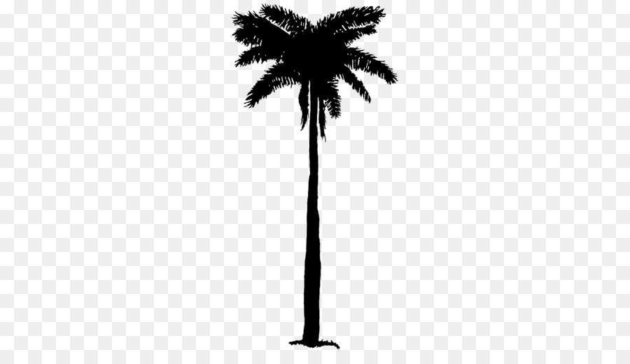 Asian palmyra palm Black & White - M Date palm Palm trees Leaf -  png download - 750*502 - Free Transparent Asian Palmyra Palm png Download.
