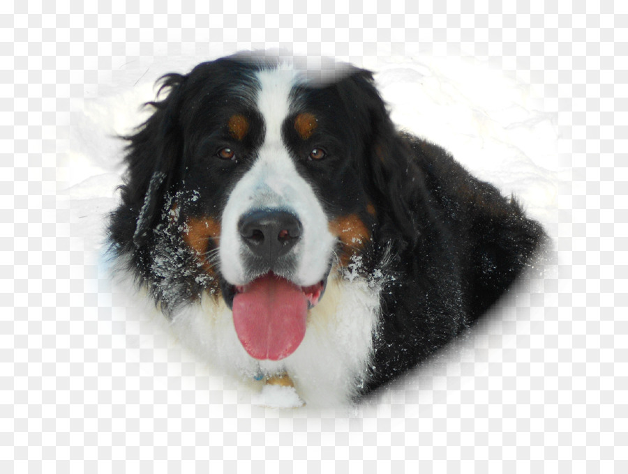 Bernese Mountain Dog Greater Swiss Mountain Dog Dog breed Companion dog - others png download - 886*664 - Free Transparent Bernese Mountain Dog png Download.