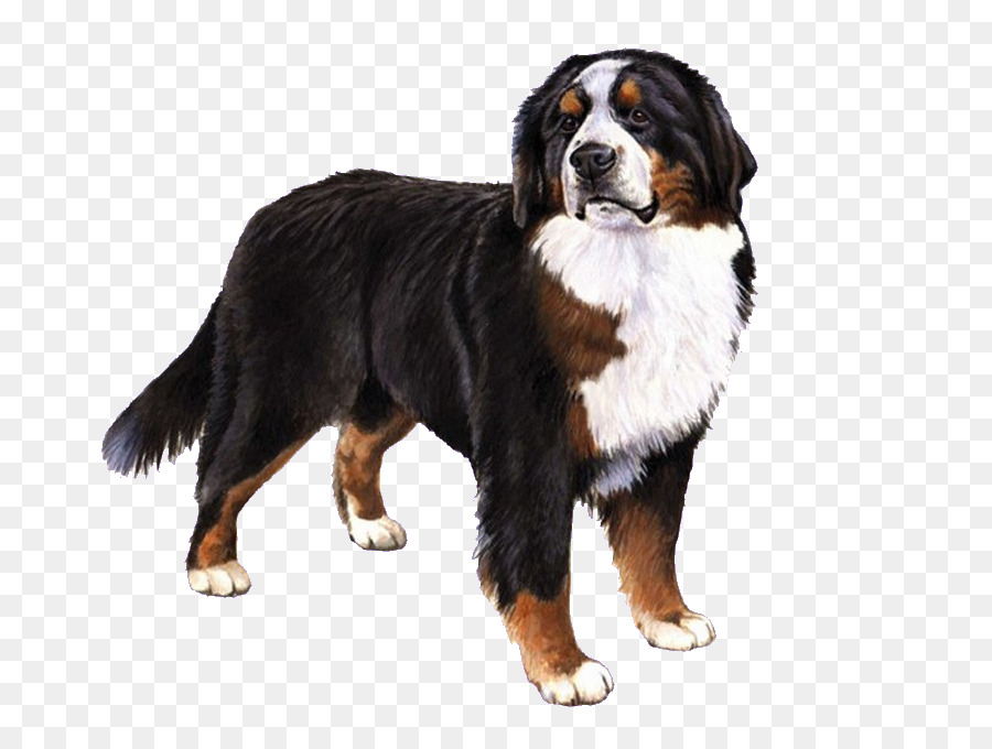 The Bernese Mountain Dog Great Pyrenees Puppy - puppy png download - 800*667 - Free Transparent Bernese Mountain Dog png Download.