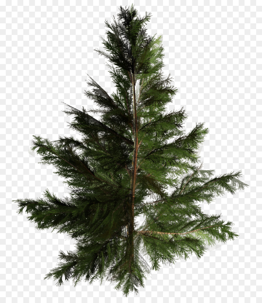 Artificial Christmas tree Pine Pinales - tree png download - 822*1022 - Free Transparent Tree png Download.