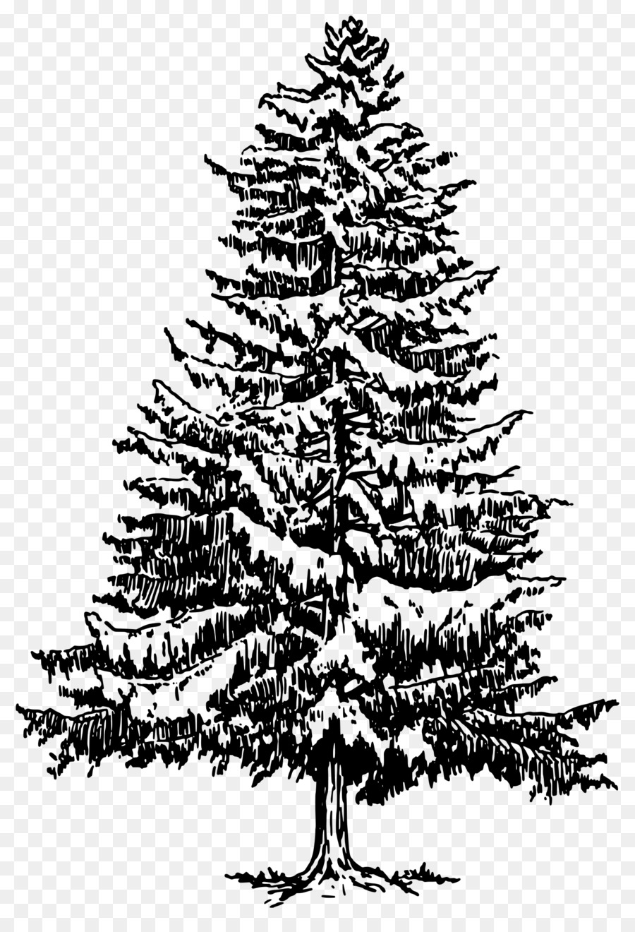 Pine Drawing Tree Evergreen Clip art - fir-tree png download - 1651*2400 - Free Transparent Pine png Download.