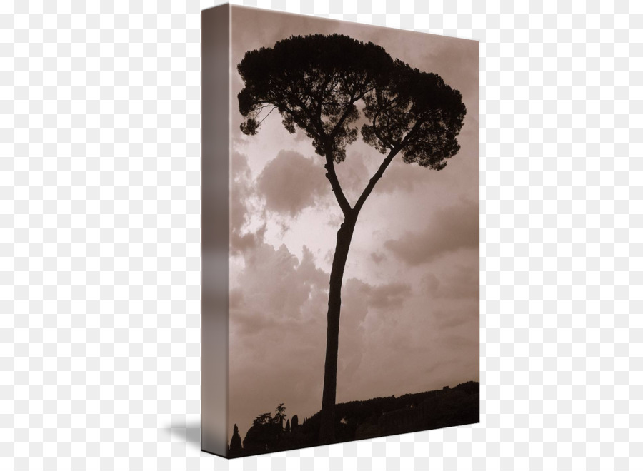 Stock photography Sky plc - tall tree png download - 455*650 - Free Transparent Stock Photography png Download.