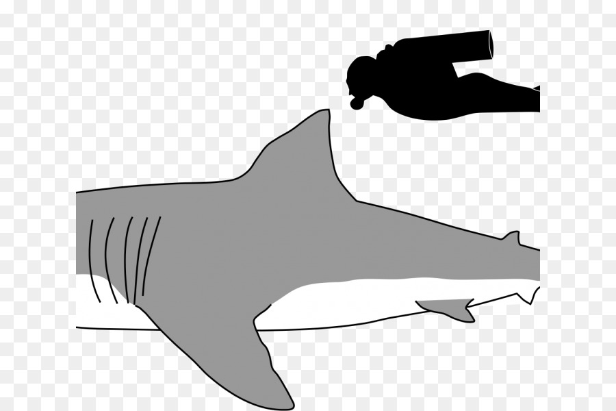 Great white shark Megalodon Sand tiger shark Cat - Cat png download - 678*600 - Free Transparent Great White Shark png Download.