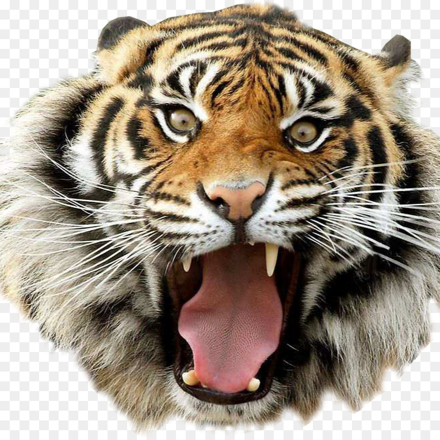 Portable Network Graphics Desktop Wallpaper Clip art Bengal tiger Golden tiger - Cat png download - 900*900 - Free Transparent Desktop Wallpaper png Download.