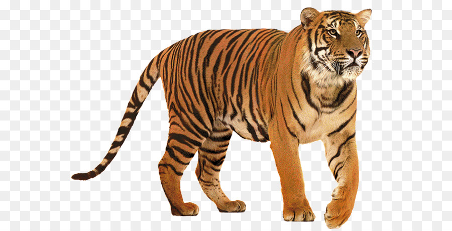 Lion Felidae Siberian Tiger Big cat - tigre png download - 626*459 - Free Transparent Lion png Download.