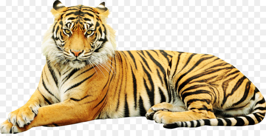 Sumatran tiger Zoo Wildlife Sticker White tiger - tiger png download - 1280*644 - Free Transparent Sumatran Tiger png Download.