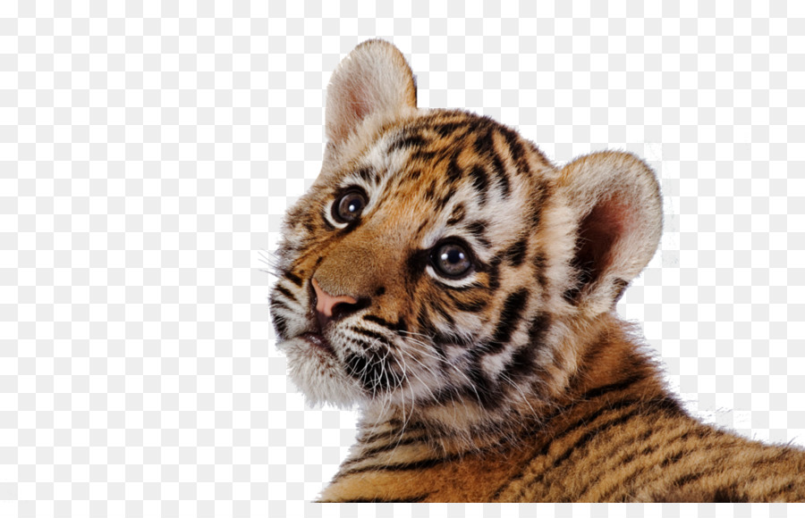 Tiger Leopard Clip art - Tiger PNG Transparent Images png download - 1131*707 - Free Transparent Tiger png Download.