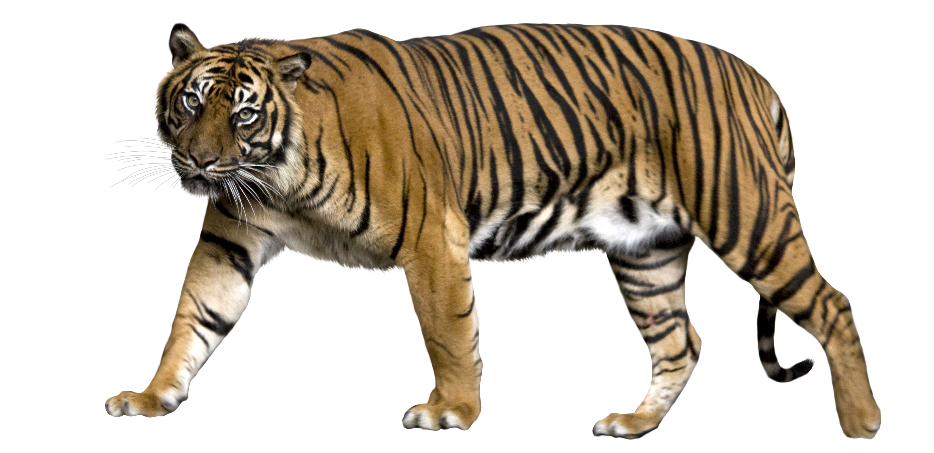 Lion Sumatran Tiger Jaguar Liger Bengal Tiger Tiger Png Png Download