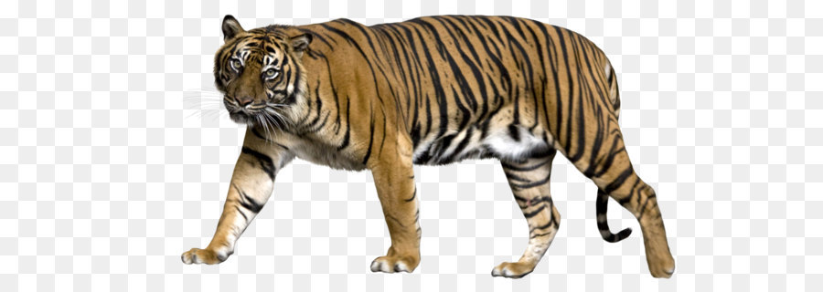 Lion Sumatran tiger Jaguar Liger Bengal tiger - Tiger PNG png download - 3118*1512 - Free Transparent Tiger Temple png Download.