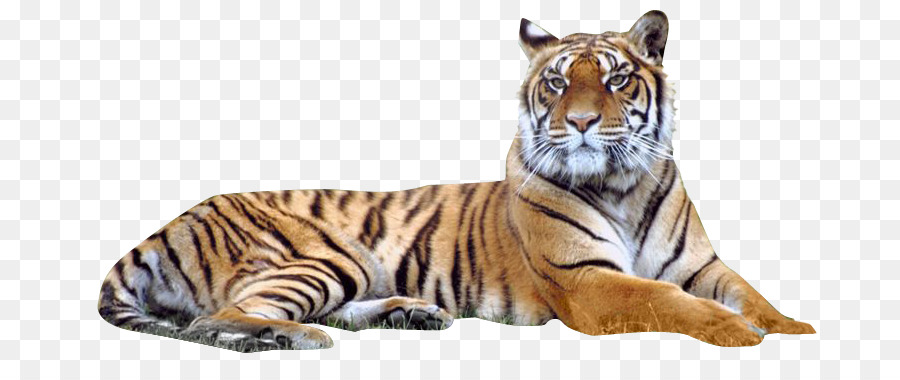 Bengal tiger Siberian Tiger - Image Transparent PNG Tiger png download - 749*367 - Free Transparent Bengal Tiger png Download.