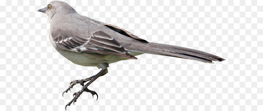 Mockingbird - Bird PNG png download - 1024*598 - Free Transparent To Kill A Mockingbird png Download.