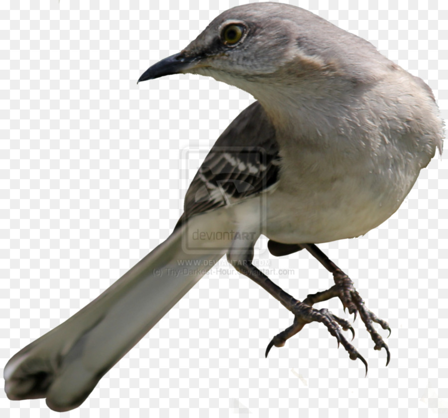To Kill a Mockingbird Common nightingale Northern mockingbird - bird