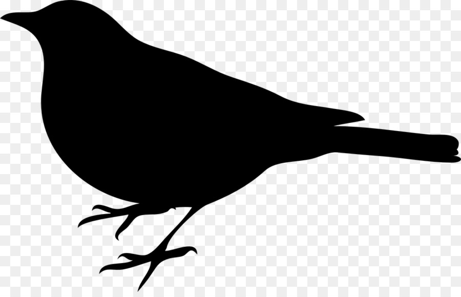 Northern mockingbird To Kill a Mockingbird Clip art - vogelschwarz png download - 960*608 - Free Transparent Mockingbird png Download.