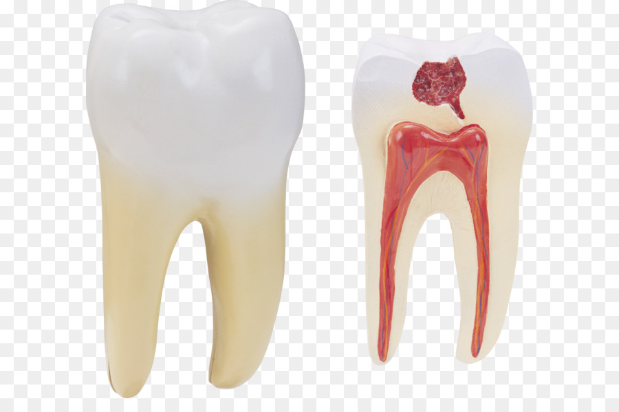 human tooth png
