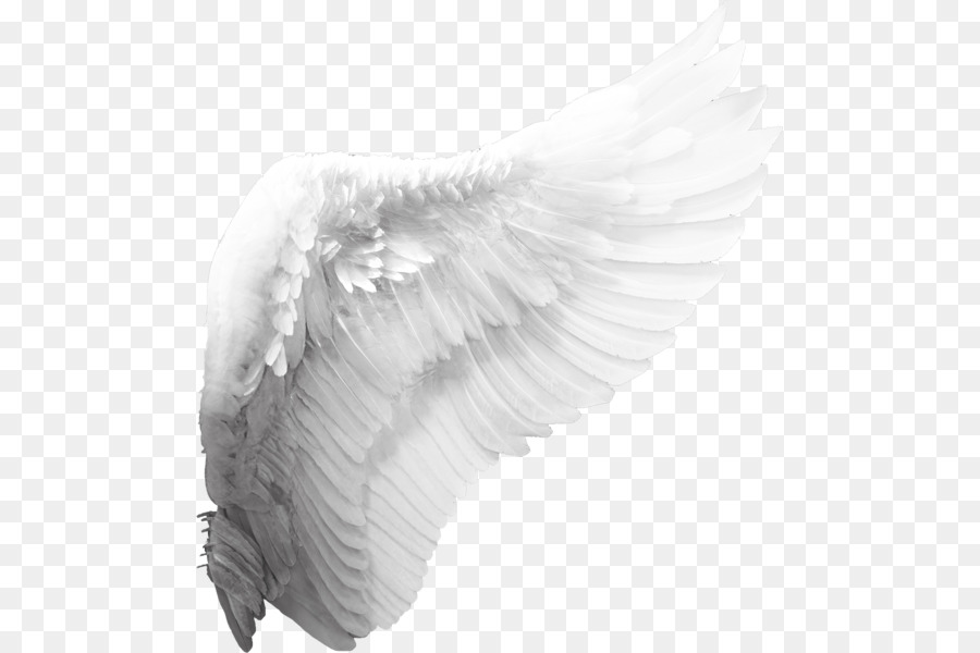 Cherub Angel Wing Clip art - angel wings png download - 539*600 - Free Transparent Cherub png Download.