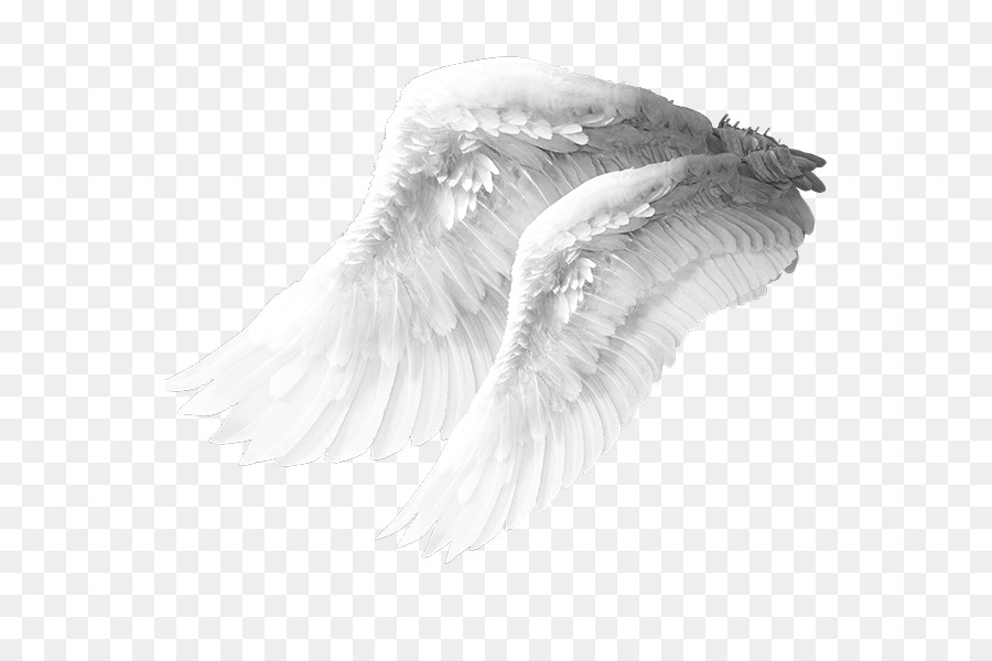 Angel wing Columbidae Bird - Angel wings material png download - 600*600 - Free Transparent Angel png Download.