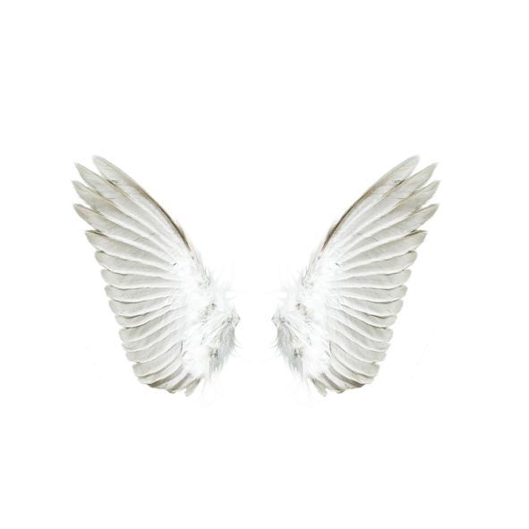 Angel Download White angel wings png download 591*591