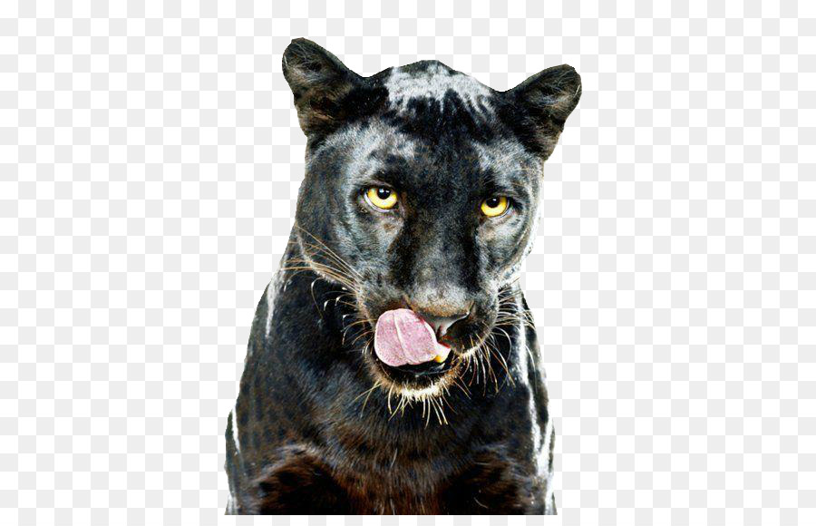 Leopard Black panther GIF Dog Clip art - leopard png download - 500*568 - Free Transparent Leopard png Download.