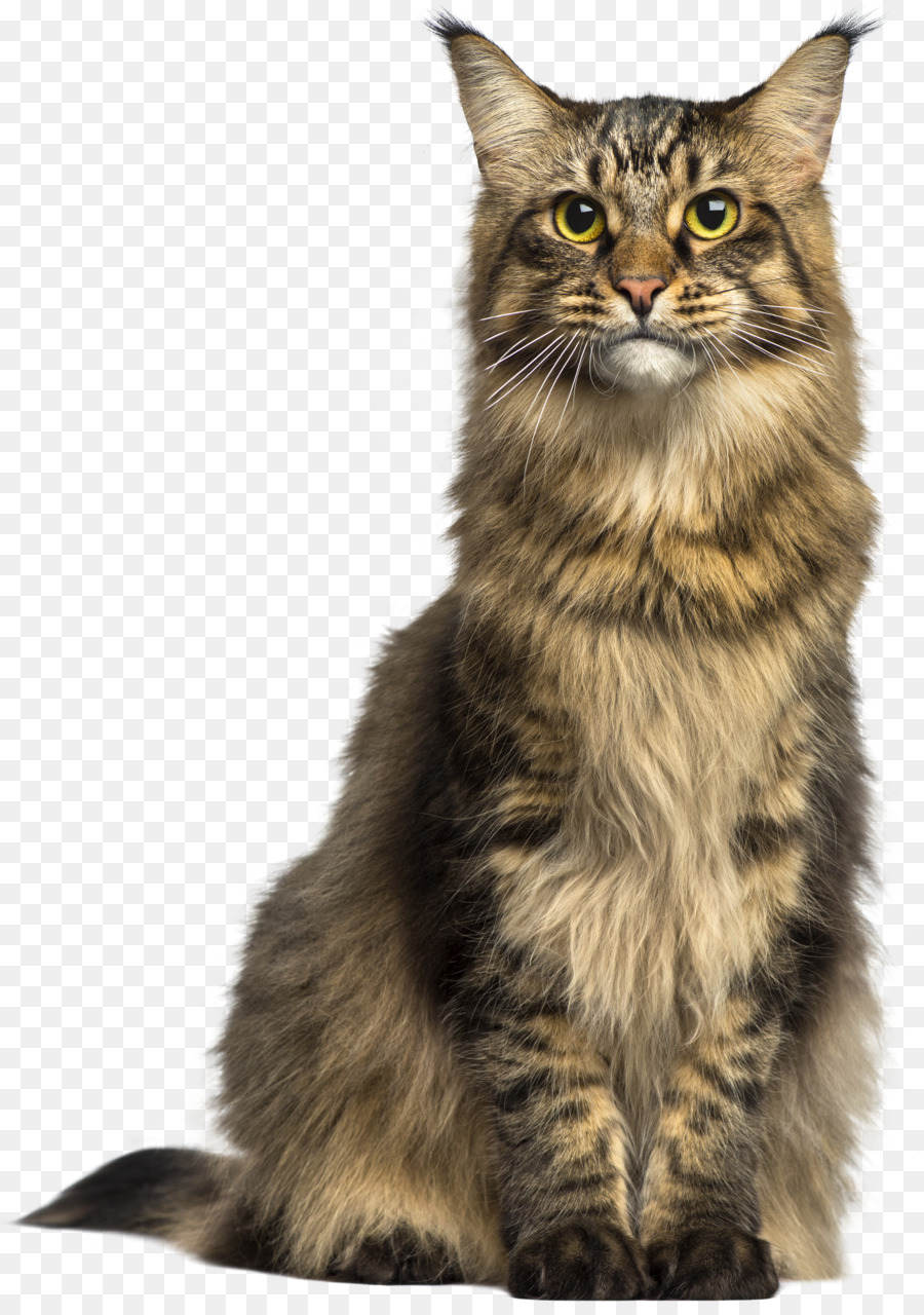 Maine Coon Asian Semi-longhair Norwegian Forest cat Clip art - Cat png download - 2122*3000 - Free Transparent Maine Coon png Download.