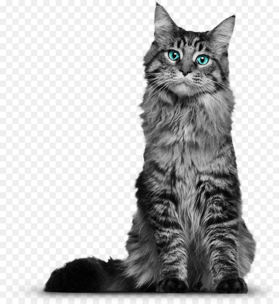 Maine Coon Whiskers Domestic short-haired cat Kitten Black cat - Cat PNG Photos png download - 851*974 - Free Transparent Maine Coon png Download.