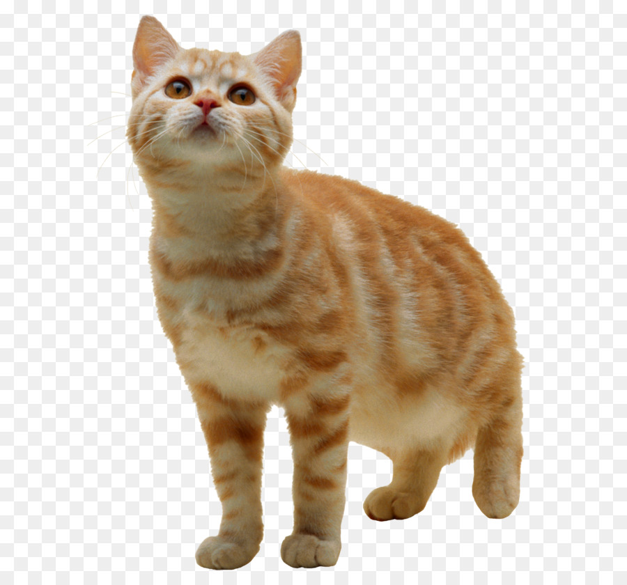 Cat Kitten Clip art - cat png image, free download picture, kitten png download - 800*729 - Free Transparent American Shorthair png Download.