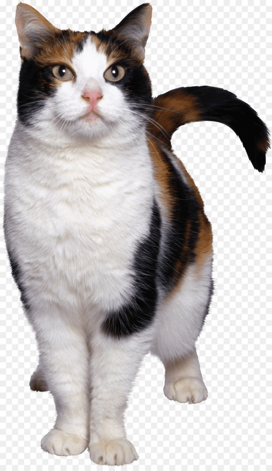 Egyptian Mau American Wirehair Aegean cat European shorthair Kitten - cats png download - 1747*3000 - Free Transparent Egyptian Mau png Download.