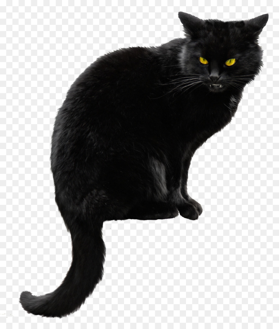 Siberian cat Kitten Black cat Halloween - Black Cat PNG File png download - 1024*1192 - Free Transparent Norwegian Forest Cat png Download.