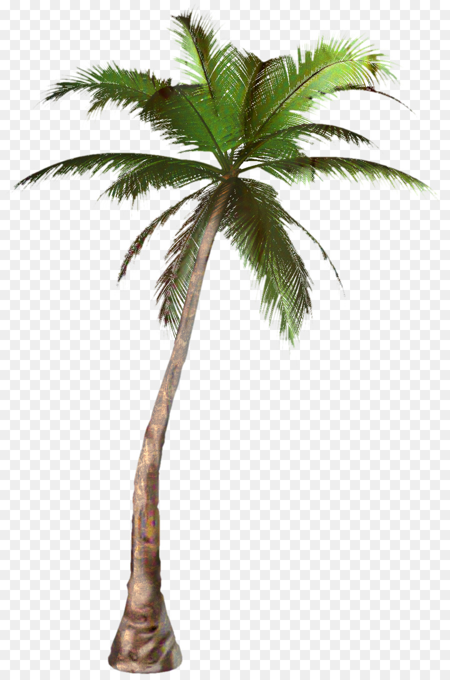 Clip art Palm trees Portable Network Graphics Transparency Image -  png download - 1023*1533 - Free Transparent Palm Trees png Download.