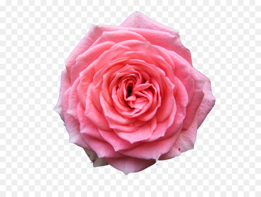 Rose Desktop Wallpaper Pink Free - Transparent Background Hd Rose Png png download - 2272*1704 - Free Transparent Rose png Download.