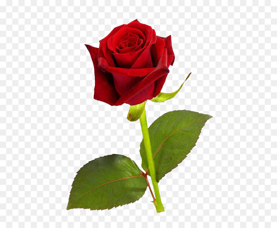 Rose Red Wallpaper - Single Red Rose PNG HD png download - 501*734 - Free Transparent Rose png Download.