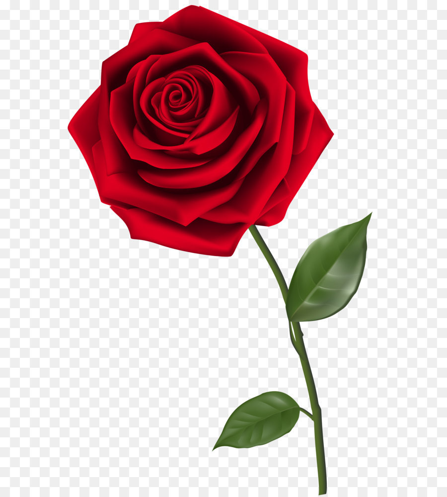 Rose Clip art - Single Red Rose PNG Clipart Image png download - 4026*6181 - Free Transparent Rose png Download.
