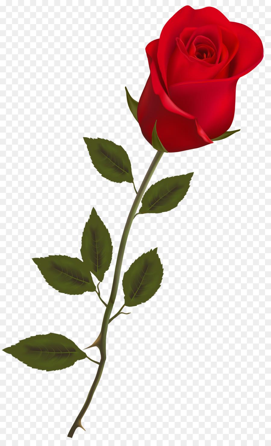 Rose Red Clip art - Rose PNG Image png download - 3064*5000 - Free Transparent Rose png Download.