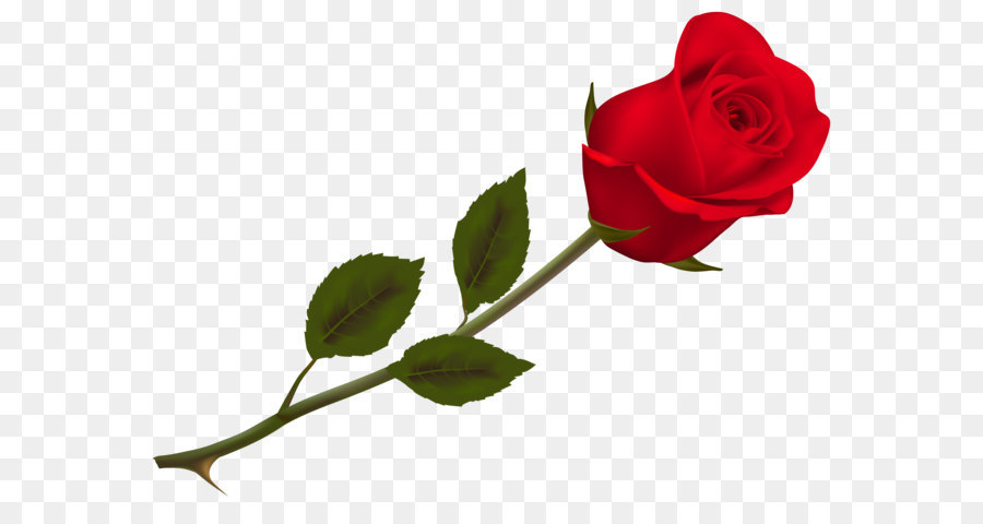 Rose Wallpaper - Transparent Beautiful Red Rose PNG Picture png download - 6889*5043 - Free Transparent Rose png Download.